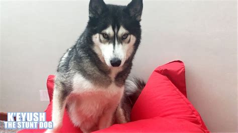 Husky Annoyed I Touched His Beanbag Youtube