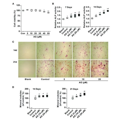 Identification Of Mc3t3 E1 Mouse Osteoblast Cell Line The Mc3t3 E1