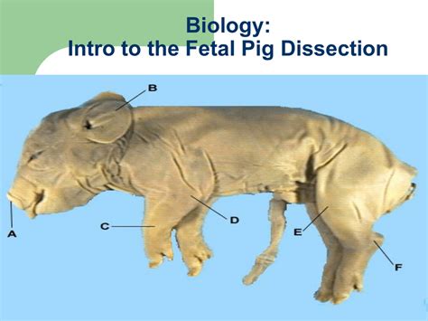 Fetal Pig Dissection Diagram