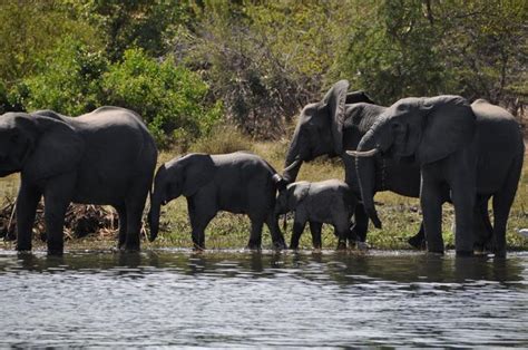 Liwonde National Park Safari | Safari Guide Africa