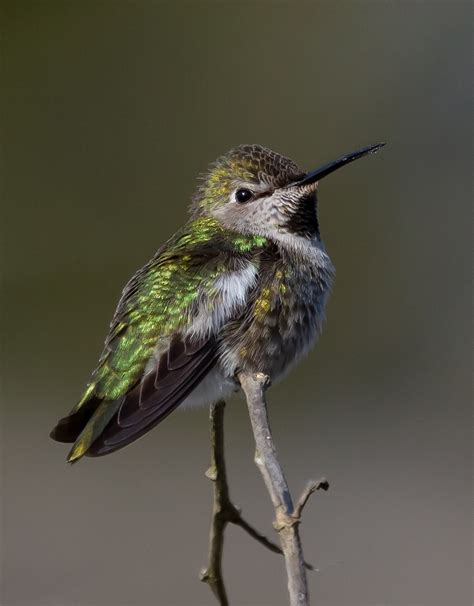 Rufous Hummingbird Mendonoma Sightings