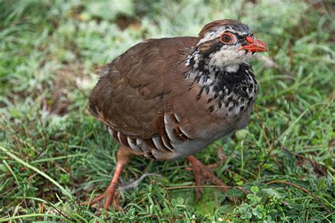 Partridge Bird Animal Free Photo On Pixabay