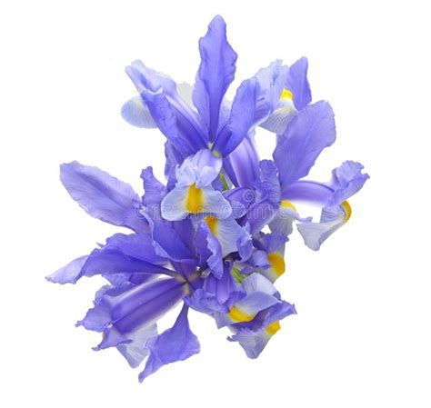 Bouquet of Iris in a White Background Stock Photo - Image of flower ...