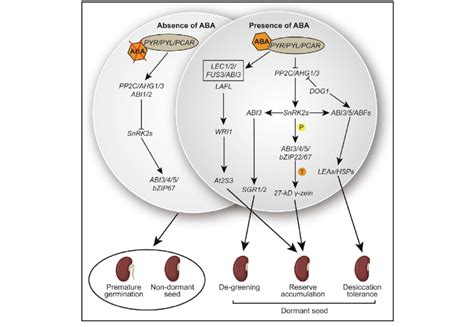 The Aba Signaling Pathway Is Involved In Seed Development Left In The