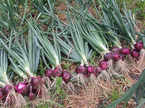 Cara Menanam Bawang Merah Beserta Manfaatnya