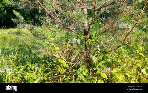 Creeping Bellflower Campanula Rapunculoides Stock Photo Alamy