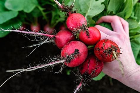 Premium Photo Fresh Harvested Radish In Farmer Hands