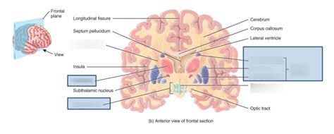 Basal Nuclei Diagram Quizlet