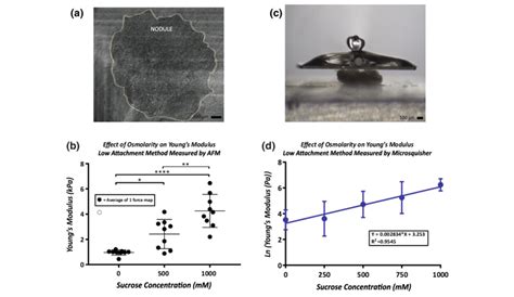 A Example Of Nodule Attached To Collagen Coated Measured By AFM