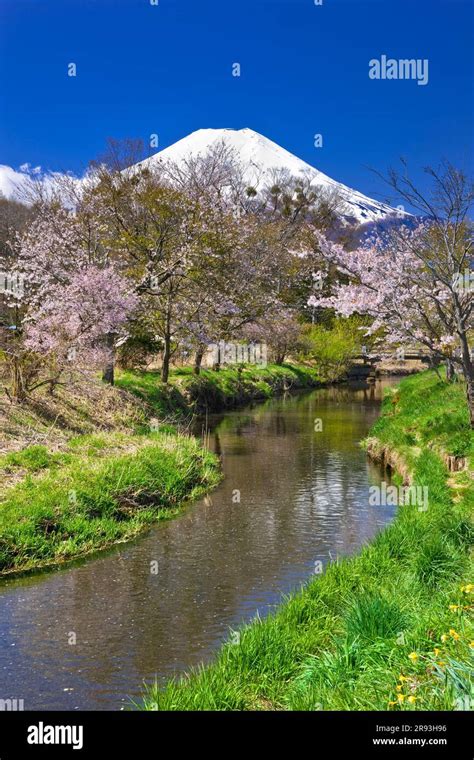 Mount Fuji with cherry blossom Stock Photo - Alamy