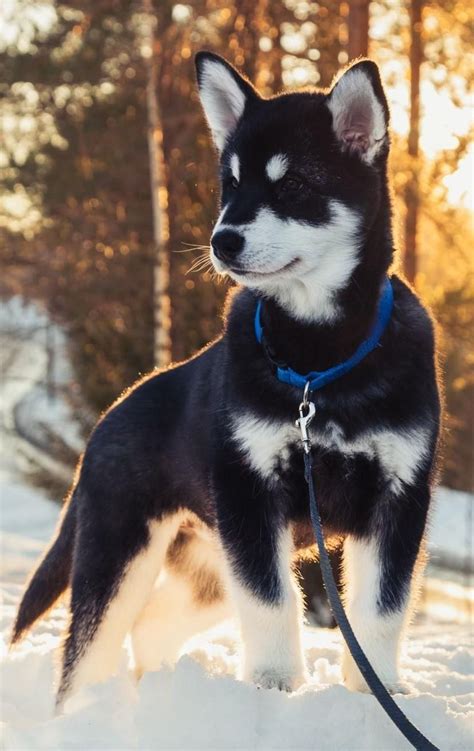 To Alaskan Malamutter Klare For Nytt Hjem FINN Torget