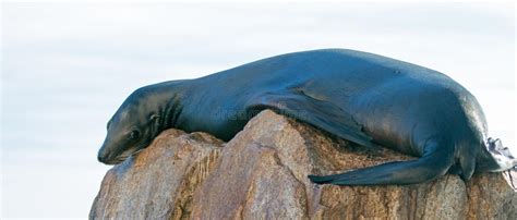 California Sea Lion Waiting For Handout In The Marina In Cabo San