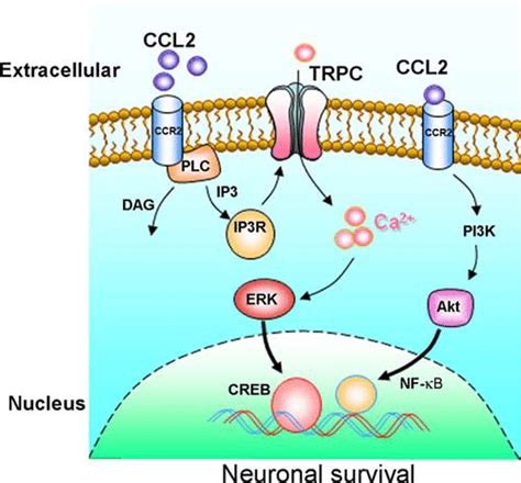 Schematic Illustration Demonstrating Signaling Pathways Involved In