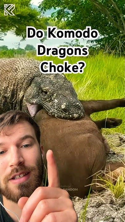 How Komodo Dragons Avoid Choking Youtube