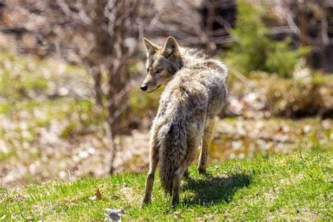 Coyote Hunting 101: Everything a Coyote Hunter Needs to Know