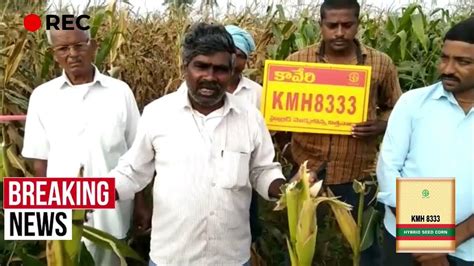 Kmh8333 Kaveri Seeds Best Maize Kharif Rabhi Kaveri 8333