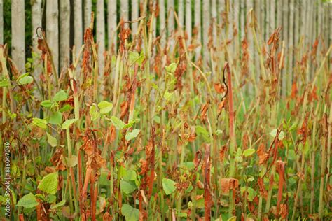 Knotweed Reynoutria Sprayed Herbicide Roundup Destroys Leaves Leaf