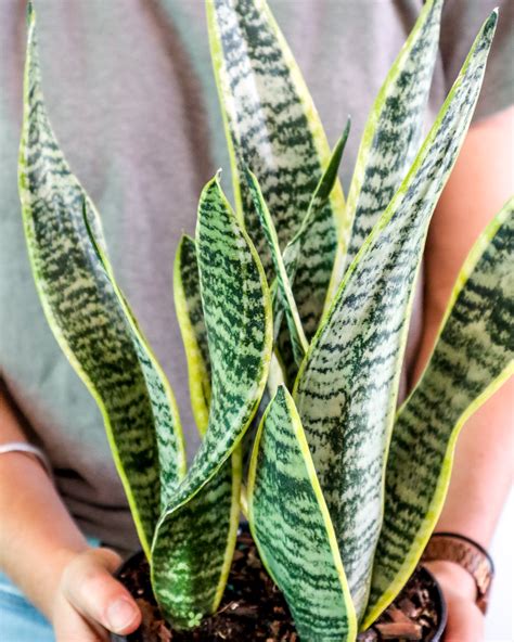 Buy Sansevieria Trifasciata Laurentii Snake Plant Free Shipping