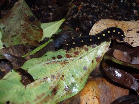 Poisonous caterpillar | Poisonous caterpillars, Plant leaves, Plants
