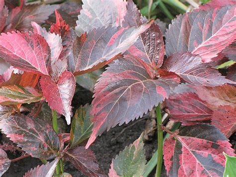 Tricolor Copper Plant Acalypha Wilkesiana Tricolor In Denver