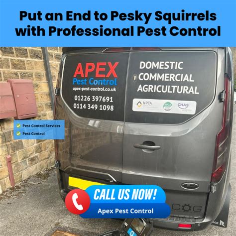 Uk Squirrel Pest Control Trusted Solutions