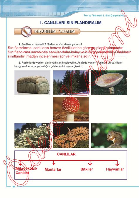 Sinif Fen Sek Sayfa Ali Ma Kitabi Cevaplari Dev Kalemi