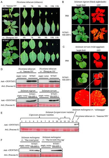 Biology Free Full Text The Characterization Of The Tobacco Derived