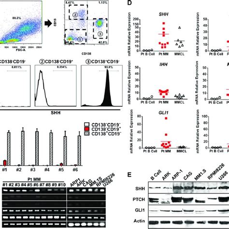 Expression Of Shh And Hh Signaling Pathway Components In Mm Cells A