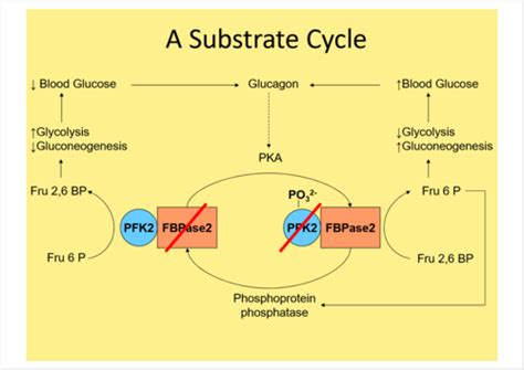 Releasing Energy From Food Without Oxygen Flashcards Quizlet