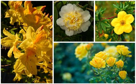 10 Stunning Yellow Flowering Shrubs - Garden Lovers Club