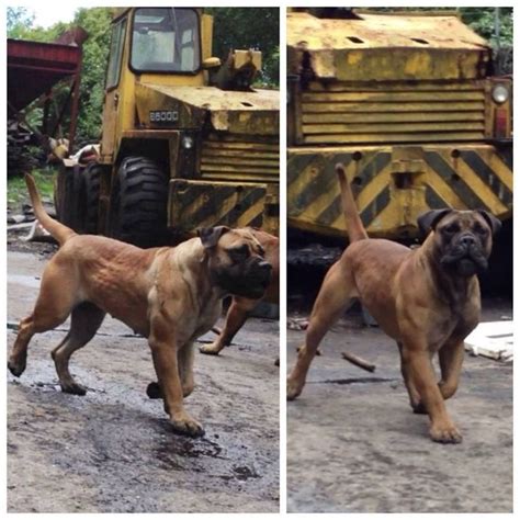 50 best boerboel images on Pinterest | South african boerboel, Doggies and Big dogs