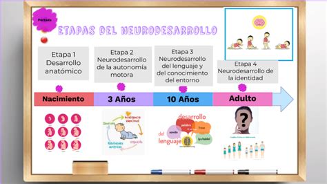 Linea Del Tiempo Del Neurodesarrollo Humano Timeline Timetoast Porn