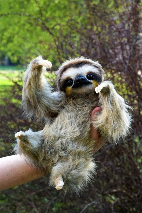 Sloth Baby Animals Funny Cute Baby Sloths Baby Animals Super Cute