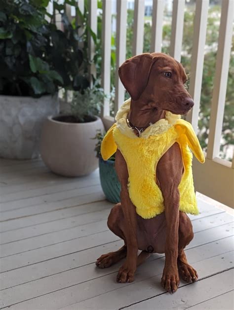 Halloween Costumes Rvizsla