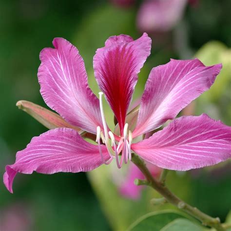 Bauhinia Purpurea - Wahat Al Sahraa