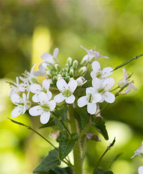 White Wasabi Flowers Mediamatic