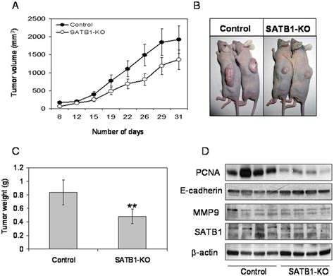 Effect Of Satb Knock Down In Tumor Growth In Athymic Nude Xenograft