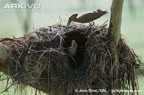 The Hamerkop nest by the road - Nyika Silika