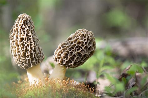 Morel Mushroom Map 2022 - Weather Map 2022