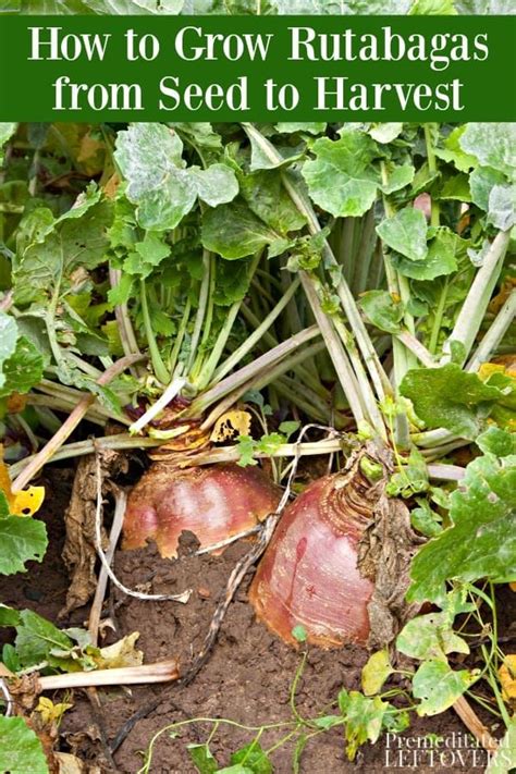 This Guide On How To Grow Rutabaga Includes Tips On Planting Rutabaga Seeds Growing Rutabaga In