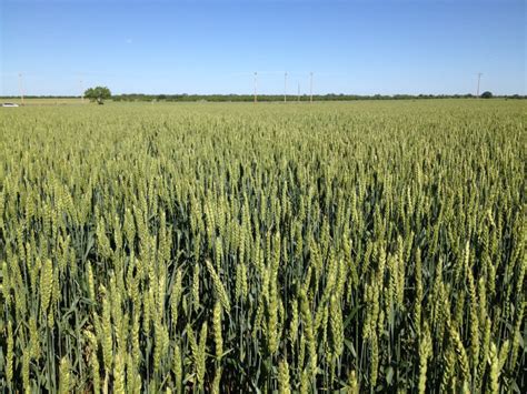 The Trap Of Beardless Wheat And Forage Quality Texas Row Crops Newsletter