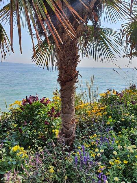 Insel Mainau Bodensee Palme Blumen Wasser Stkone Flickr