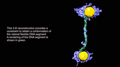 3 D Reconstructions Of Double Strand Dna And Gold Nanoparticle Structures V5 Youtube