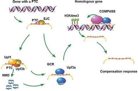 Premature Termination Codon Bearing Mrna Mediates Genetic Compensation