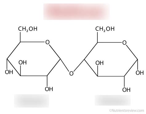 Starch Molecule Diagram | Quizlet