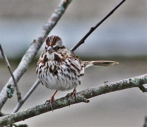 Red Capped Sparrow 7 By Acousticrehab On Deviantart