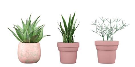 Um Conjunto De Plantas Em Vasos Rosa Um Que Diz Aloe Vera PSD