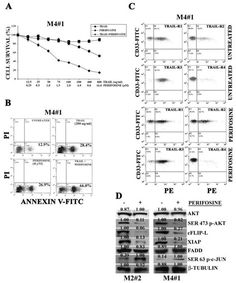 Synergistic Proapoptotic Activity Of Recombinant TRAIL Plus The Akt