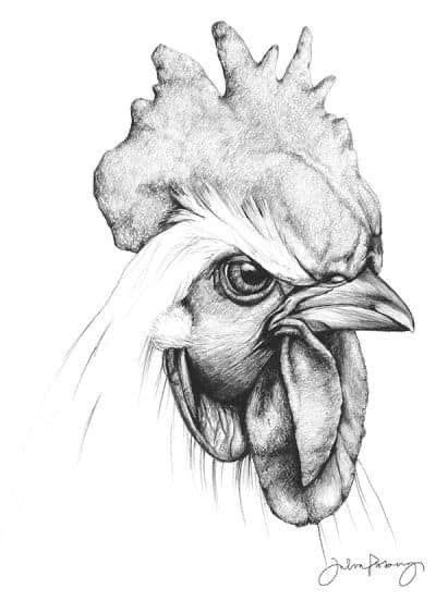 Pin By Kay Waldron On Painting Chicken Heads Pencil Drawings Of