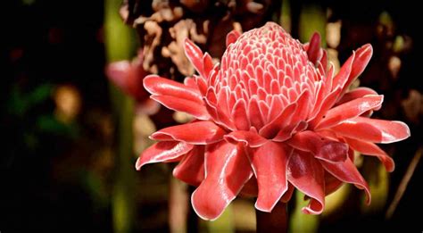 Fleurs Exotiques La Liste Des 20 Plus Belles Plantes Exotiques